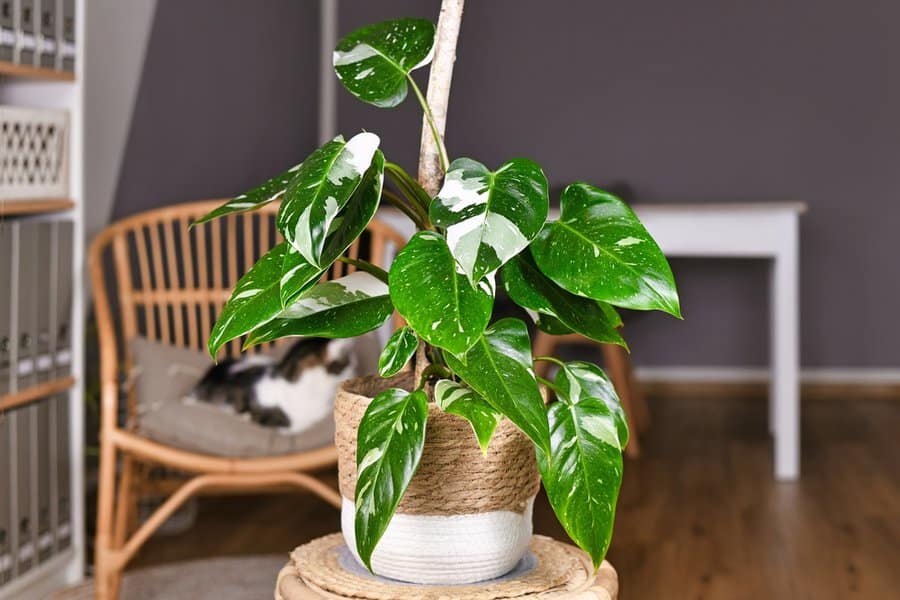 Tropical,'philodendron,White,Princess',Houseplant,With,White,Variegation,With,Spots