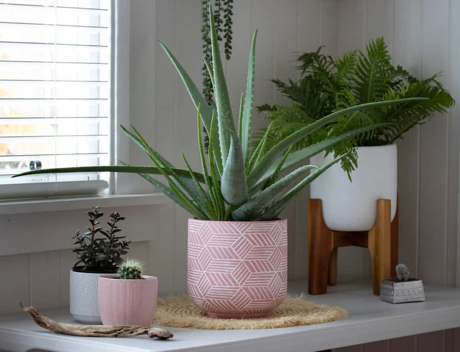 Group,Of,Indoor,Pot,Plants,Aloe,Vera,And,Cactus,,