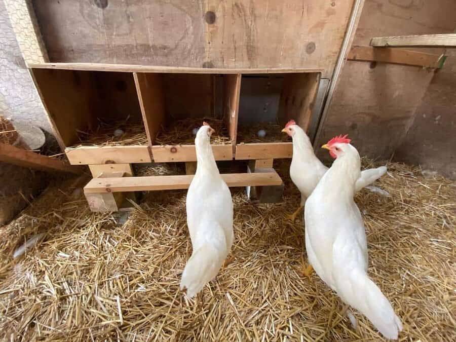 Nesting Box Chicken Coop Ideas Linguinibeans