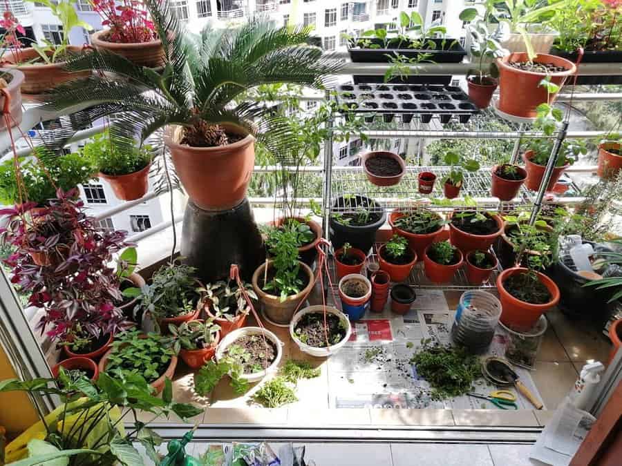 Balcony Container Garden Ideas Sabines Happygreens