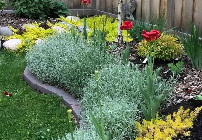 Gardening Backyard Landscaping Ideas On A Budget Marypowdesigns
