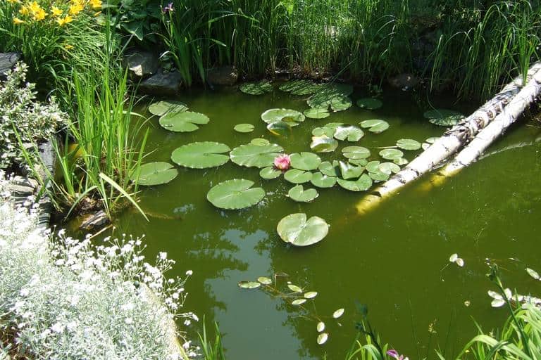 Natural Backyard Pond Ideas