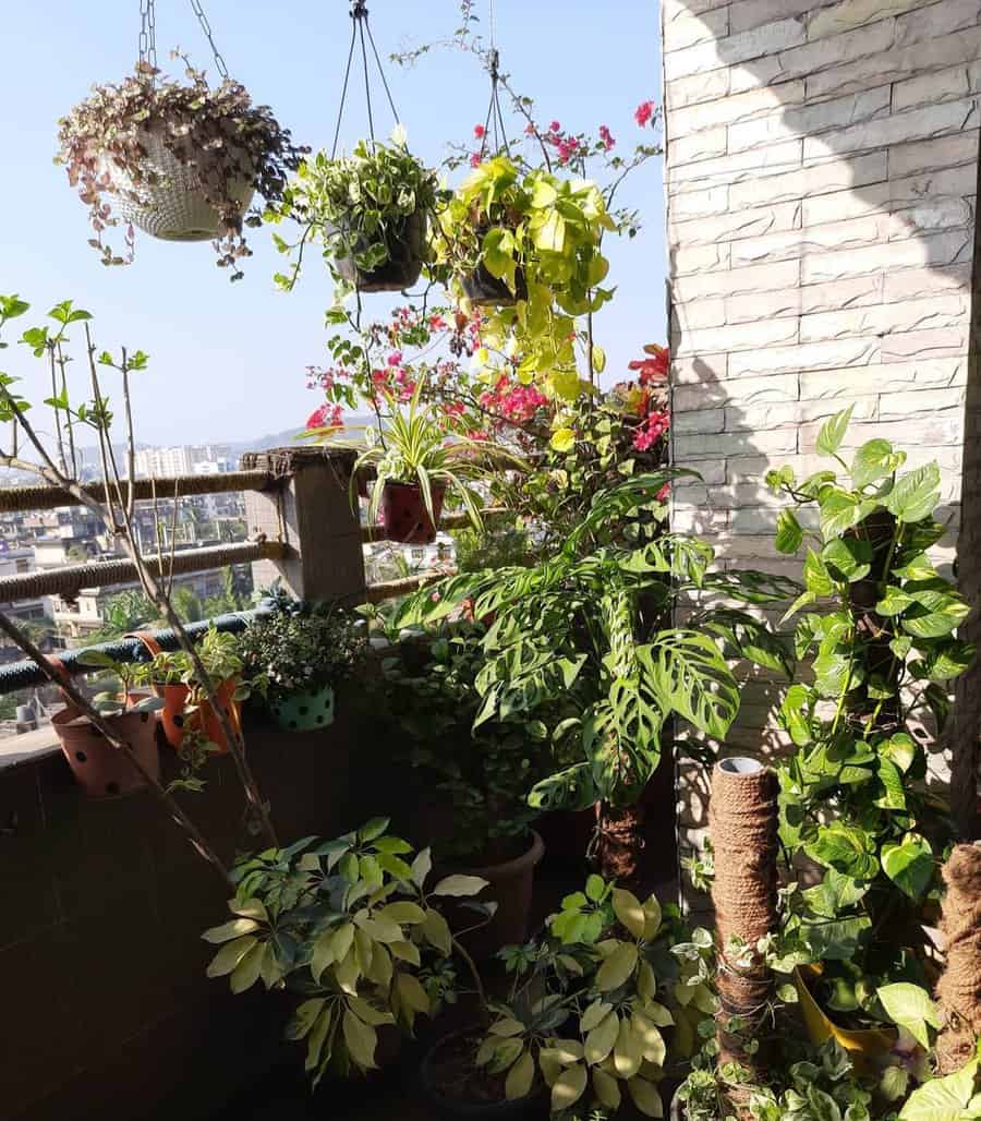 Plant Balcony Garden Ideas Gardeningupbeat