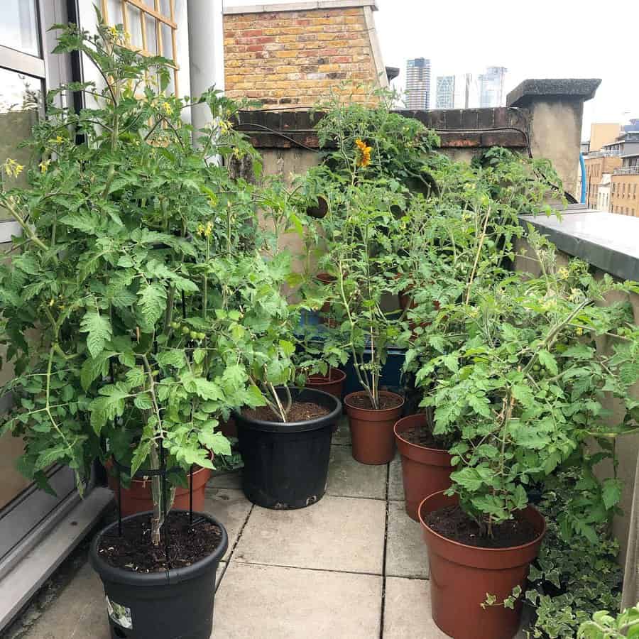 Plant-Balcony-Garden-Ideas-grow_some_green