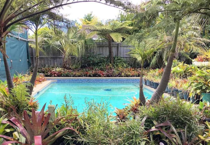 Tropical Backyard Pool Ideas Houseplantsquad