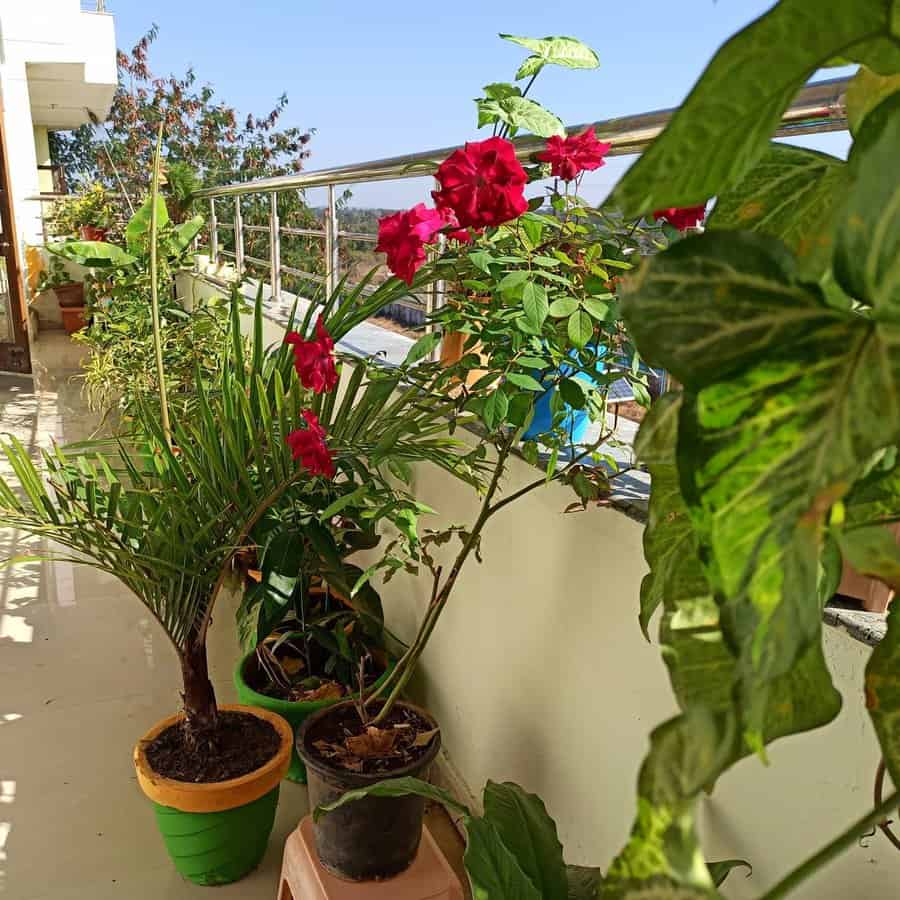 Tropical Balcony Garden Ideas Anisha Food Flavours