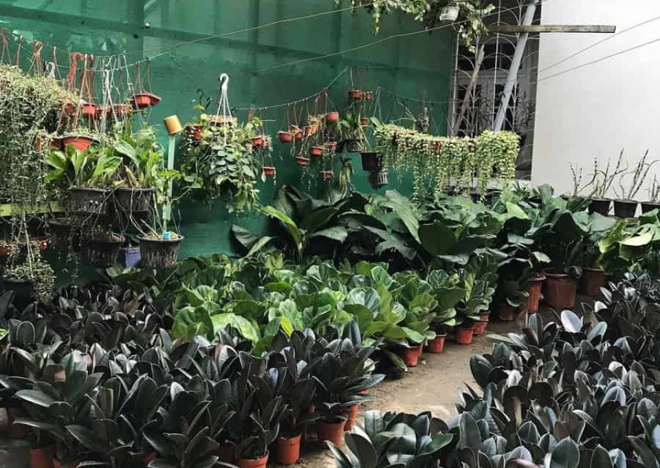 Tropical Container Garden Ideas Aizawlgreenroom