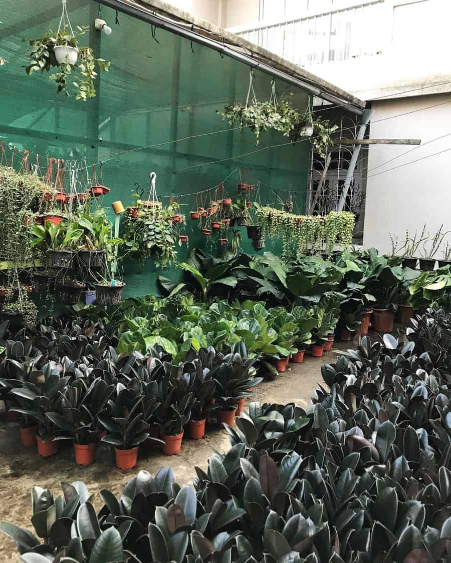 Tropical Container Garden Ideas Aizawlgreenroom