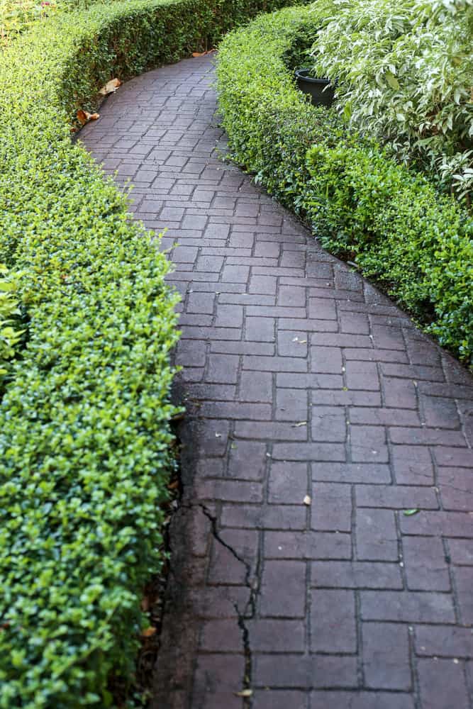 Hedge Sidewalk Ideas