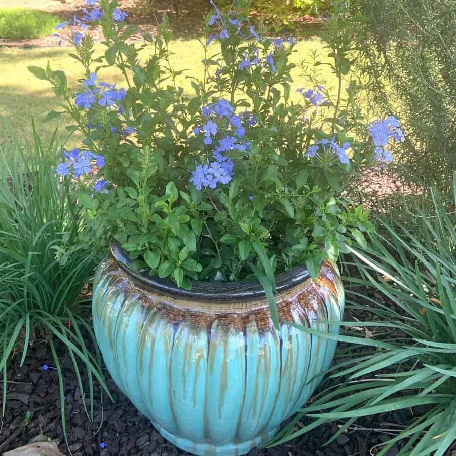 Container Garden Flower Bed Ideas Lory Franke The Realtor