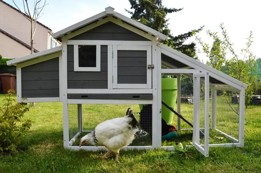 Chicken coop in backyard