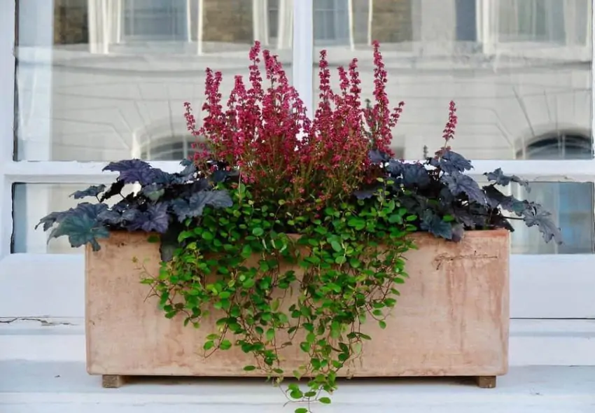 Simple Window Box Ideas Living Gardens