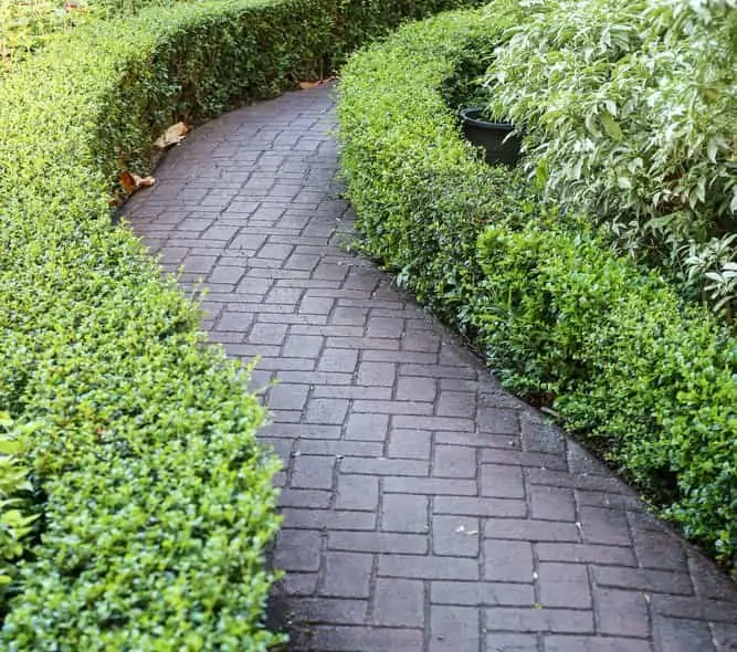 Hedge Sidewalk Ideas