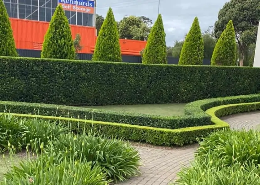 Hedge Sidewalk Ideas Defining Gardens